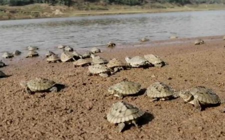 घड़ियाल और दुर्लभ कछुओं की तस्करी रोकने के लिए चंबल में हाई अलर्ट