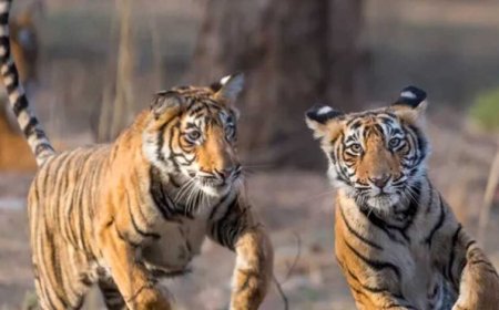 बाघ संरक्षण के प्रति युवाओं को जागरूक करने वन विहार में हुई ओपन क्विज और रेस्क्यू वर्कशॉप