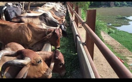 ग्वालियर में बजरंग भक्त मंडल ने की 1 टन हरे चारे से गौसेवा