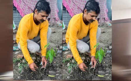 इंदौर संभागीय अध्यक्ष ओम प्रकाश ठाकुर ने आम के वृक्ष देवास में लगाए