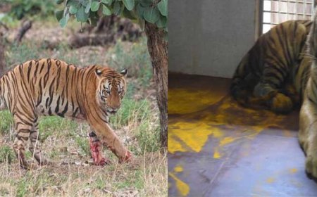 युवराज बाघ का खिवनी अभ्यारण से वन विहार तक का सफर