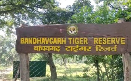 अंतर्राष्ट्रीय बाघ दिवस आज, बांधवगढ़ टाइगर रिजर्व में होंगे जागरूकता और सांस्कृतिक कार्यक्रम
