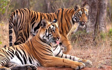 इंदौर जू बना बाघों की ब्रीडिंग का सबसे सुरक्षित ठिकाना, 10 साल में जन्मे 25 से ज्यादा शावक