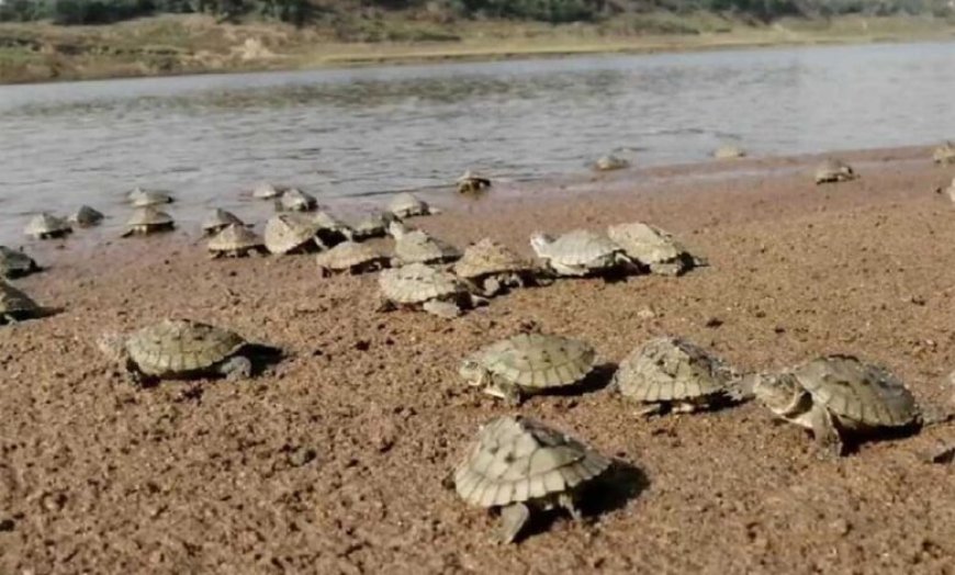 घड़ियाल और दुर्लभ कछुओं की तस्करी रोकने के लिए चंबल में हाई अलर्ट