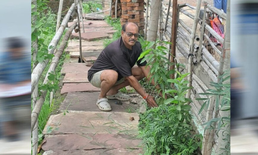 जबलपुर संभागीय महासचिव अनिल कमल तिवारी ने आम के वृक्ष कटनी में लगाए