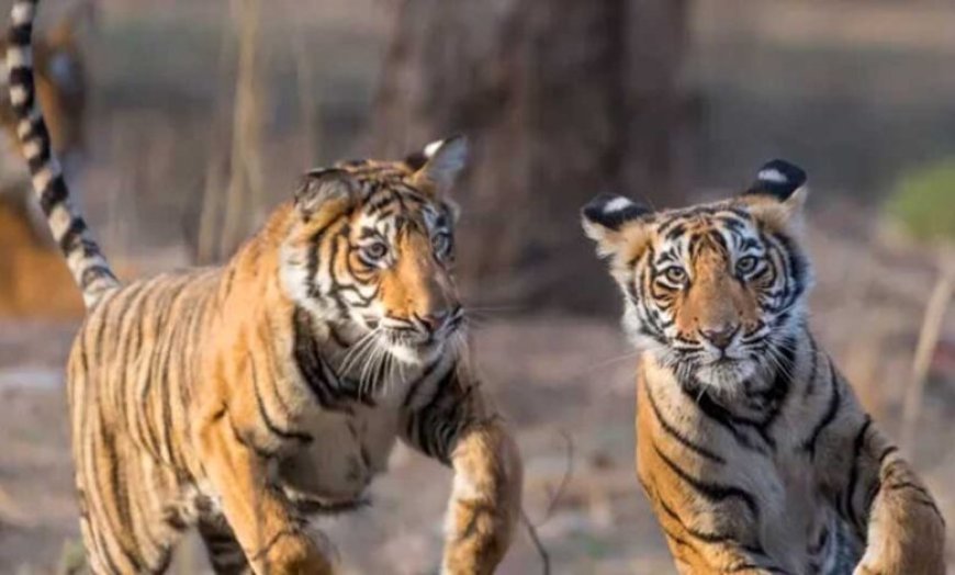 बाघ संरक्षण के प्रति युवाओं को जागरूक करने वन विहार में हुई ओपन क्विज और रेस्क्यू वर्कशॉप