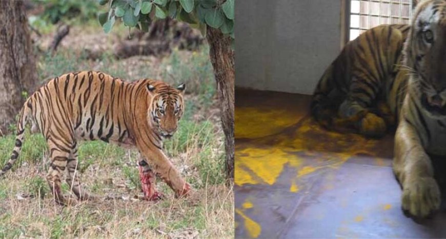 युवराज बाघ का खिवनी अभ्यारण से वन विहार तक का सफर