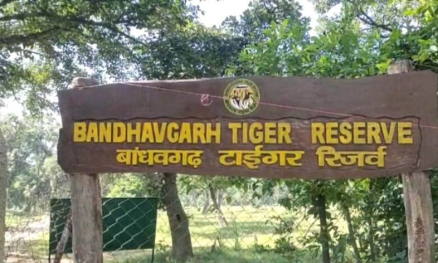अंतर्राष्ट्रीय बाघ दिवस आज, बांधवगढ़ टाइगर रिजर्व में होंगे जागरूकता और सांस्कृतिक कार्यक्रम