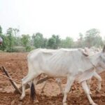 प्रदेश-में-मानसून-के-दस्तक-के-साथ-ही-खेती-किसानी-में-तेजी